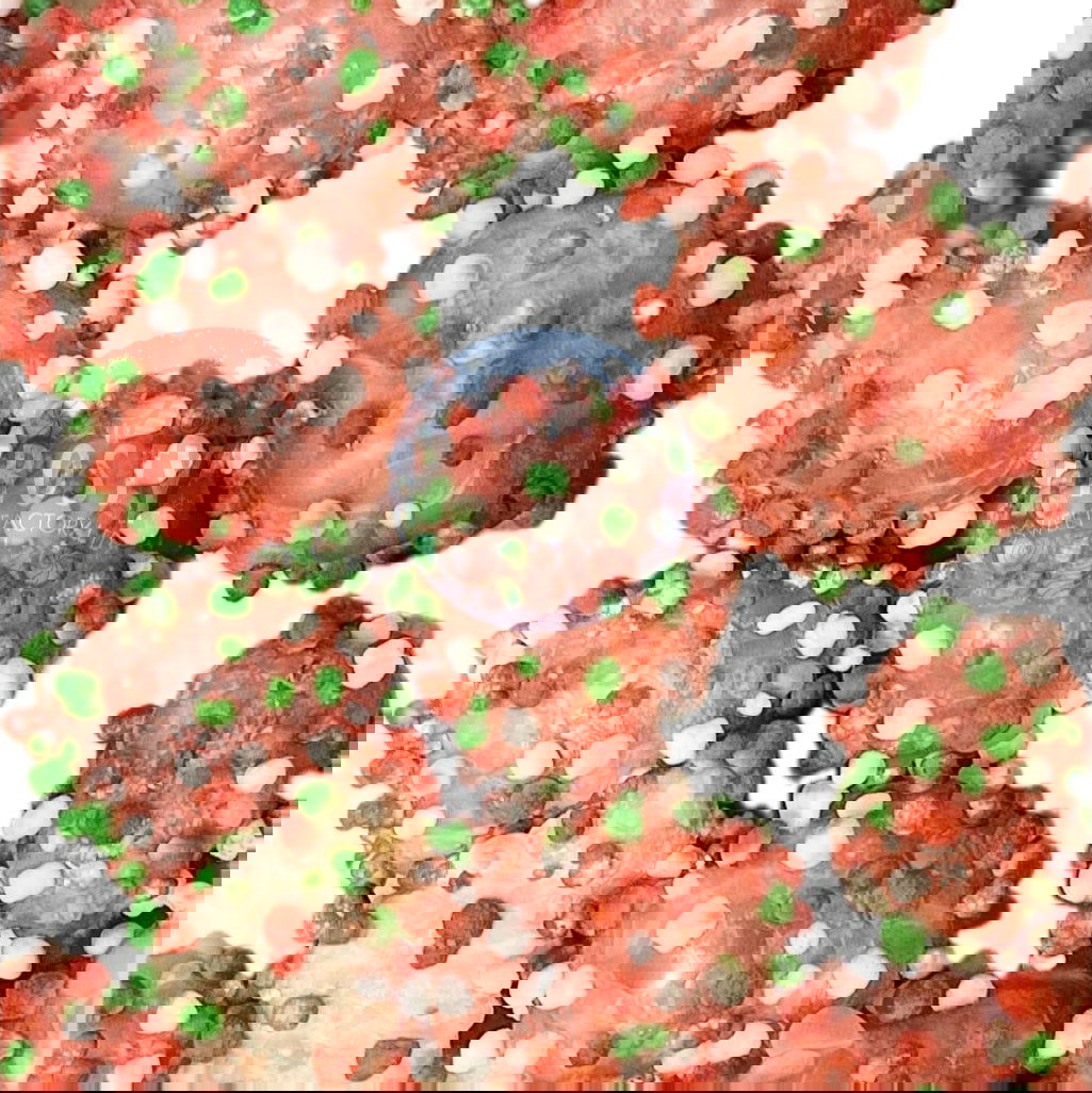 Freeze Dried Candy Nerds Clusters Holiday Frosty USA Limited Sweets - Frosty Sweet Factory