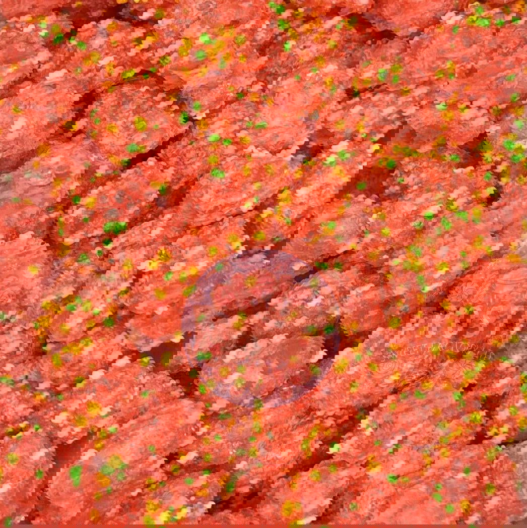 Freeze Dried Candy Nerds Clusters Rainbow USA Sweets - Frosty Sweet Factory